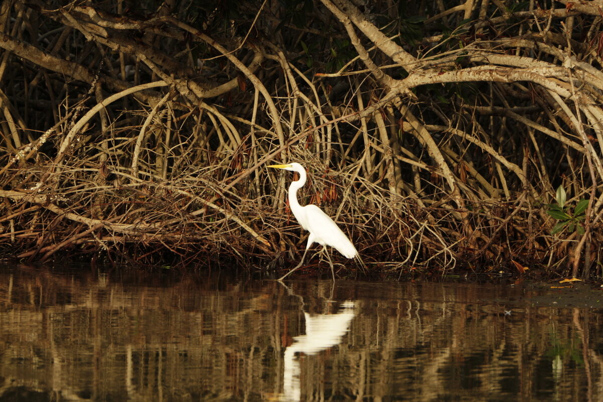 Cartagena de Indias A Paradise Where Flora and Fauna Meet